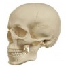 Cráneo versión anatómica 1