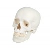 Modelo anatómico de cráneo vertebral 1