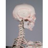 Esqueleto anatómico 1