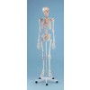 Esqueleto anatómico 2