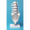 Modelo anatómico de columna lumbar 1