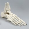 Modelo anatómico de pie 1