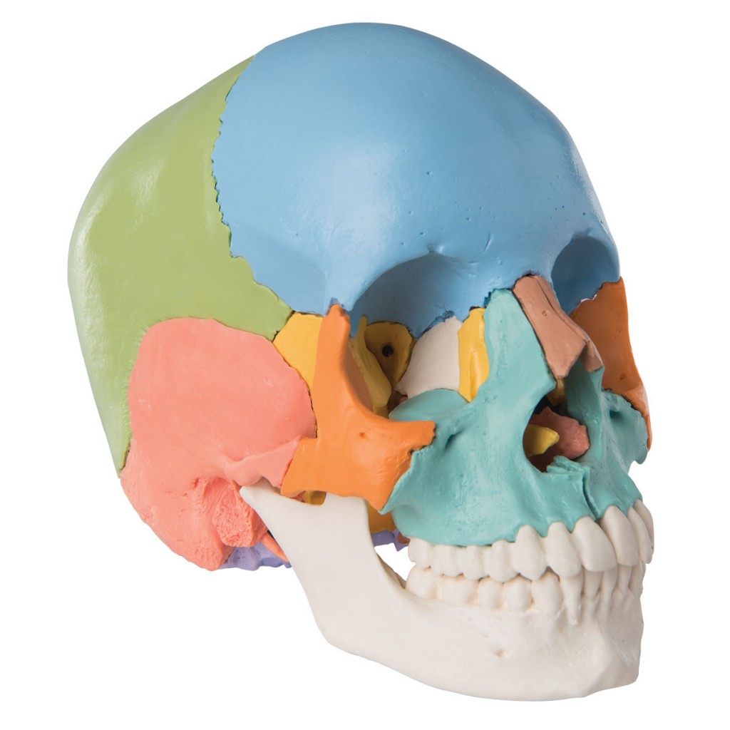 Cráneo versión didáctica 1