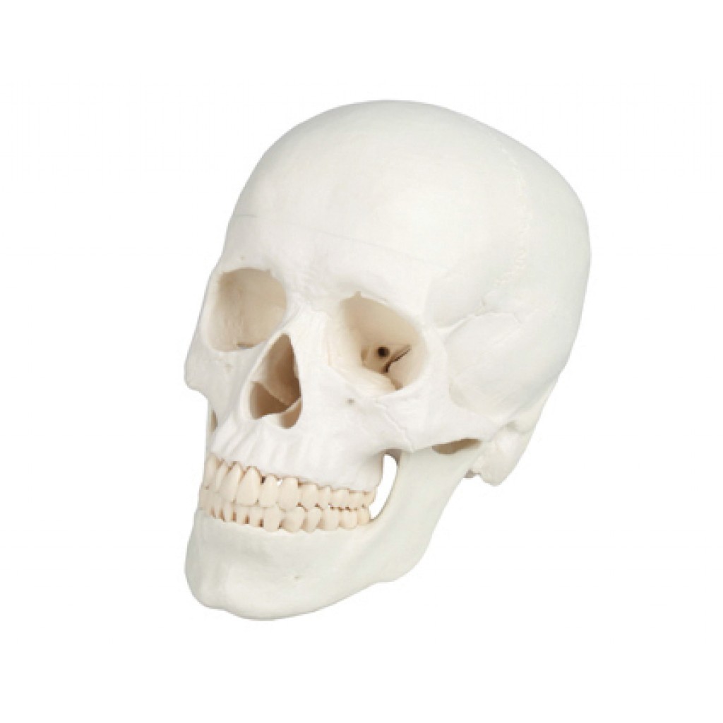 Modelo anatómico de cráneo vertebral 1