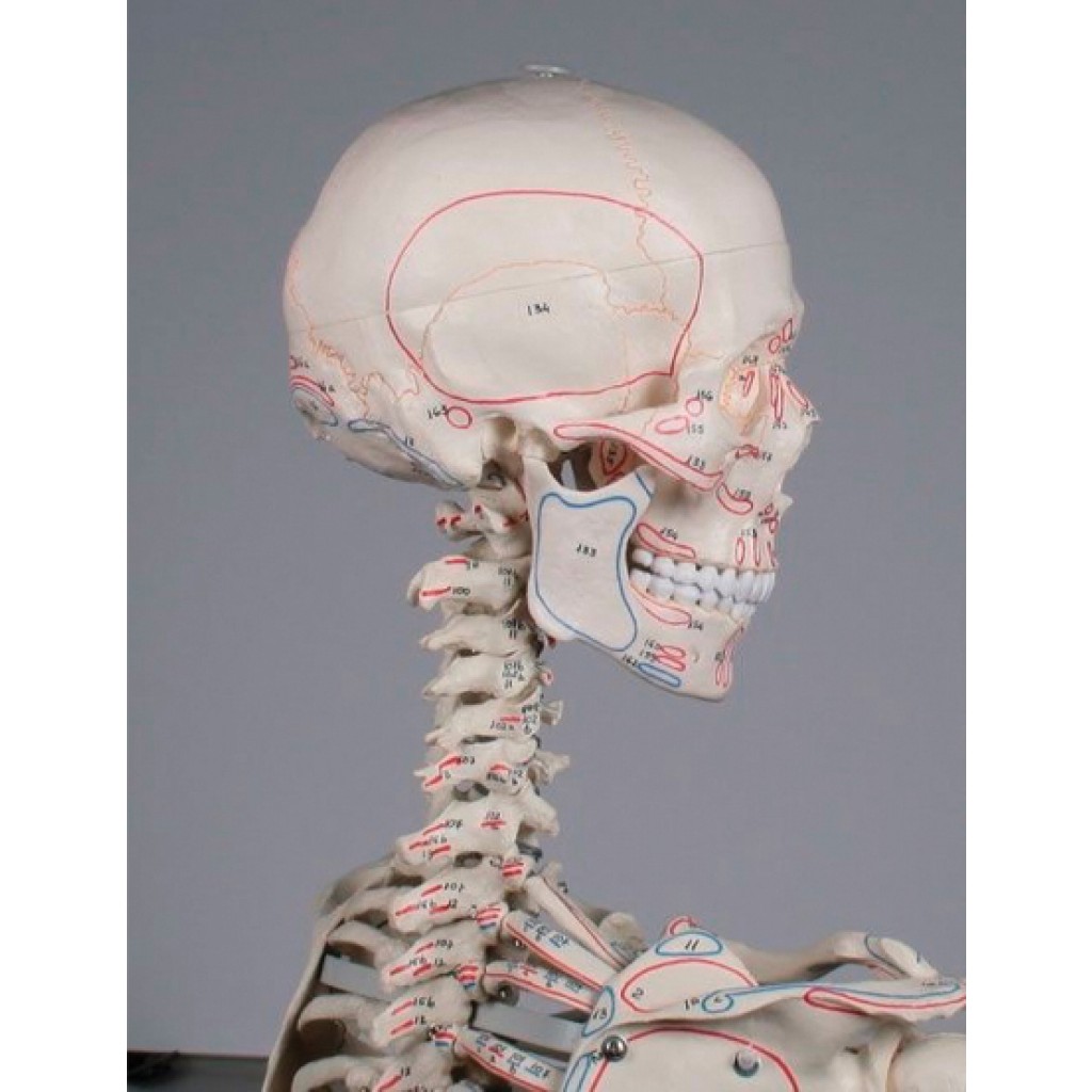 paso Movilizar Empírico Esqueleto anatómico