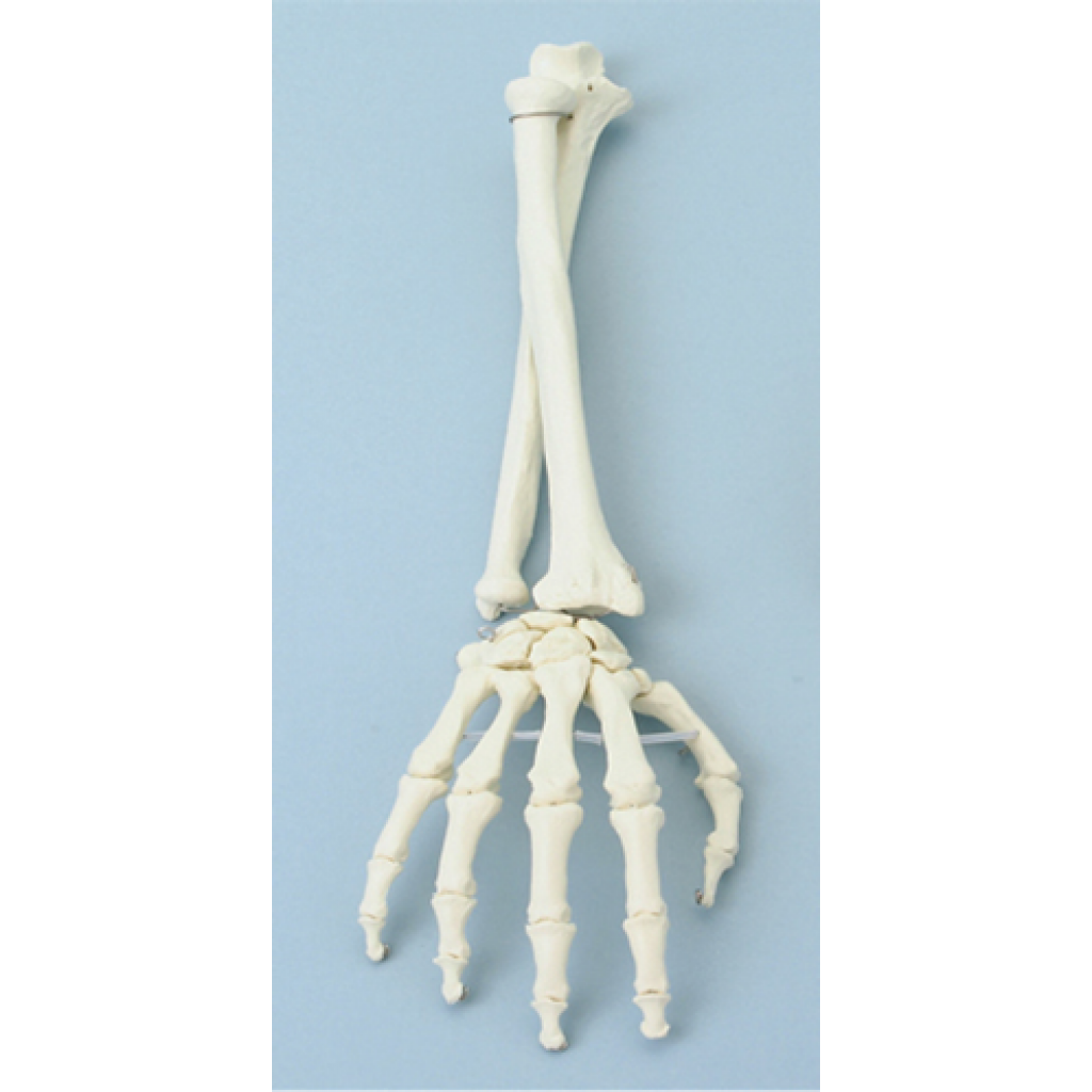 Modelo anatómico de mano 1