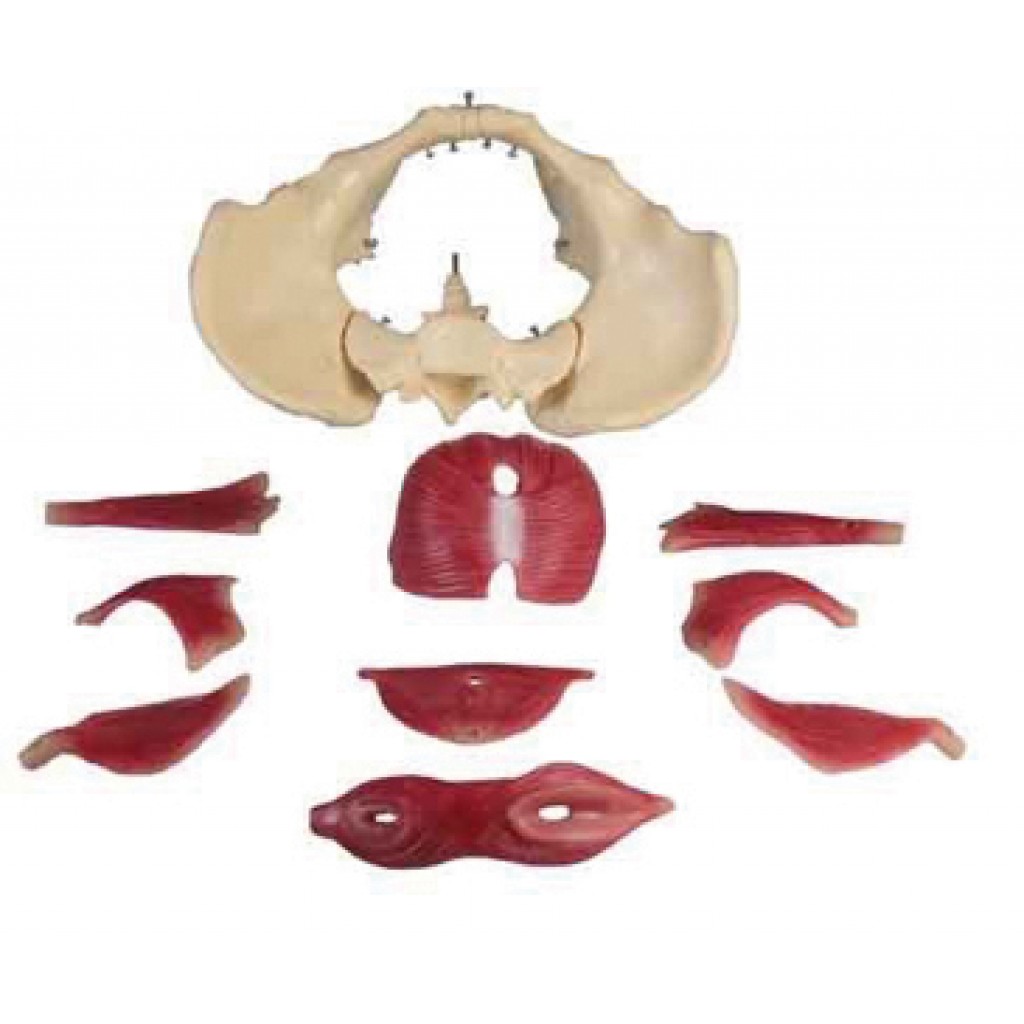 Modelo anatómico de pelvis femenina desmontable 3
