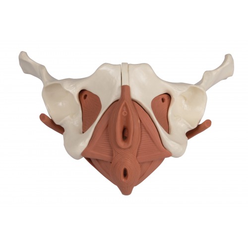 Pelvis Femenina