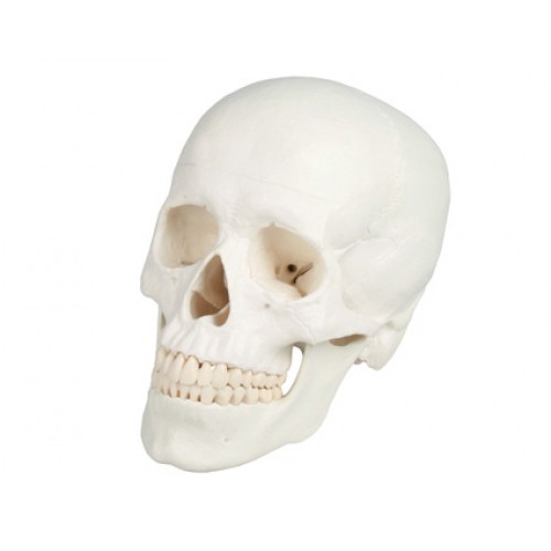 Modelo anatómico de cráneo vertebral