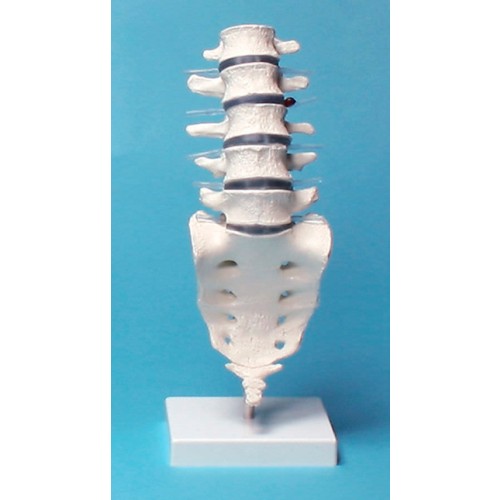 Modelo anatómico de columna lumbar