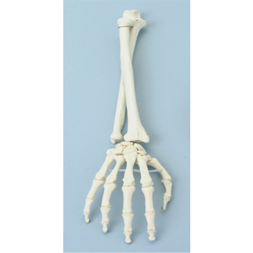 Modelo anatómico de mano